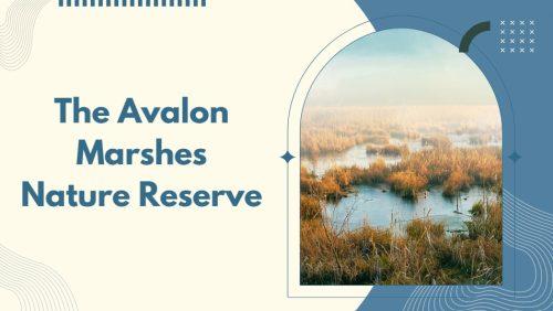 Visit the Avalon Marshes Nature Reserve