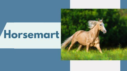 Horses for Sale South West England - Top 10 Websites to Look for