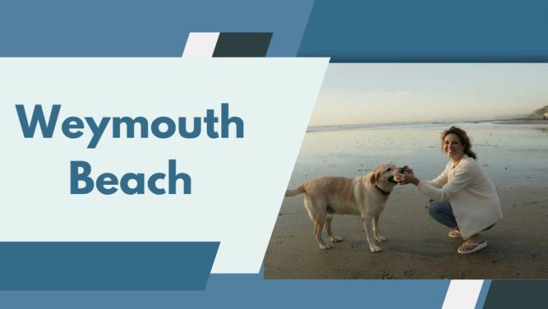 10 Best Dog Friendly Beaches In Weymouth– South West Mag