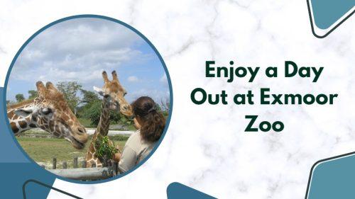 Enjoy a Day Out at Exmoor Zoo