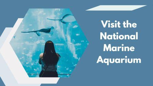 Visit the National Marine Aquarium in Plymouth